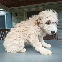 Puli mix girl #1, a female Puli for sale in Monterey, VA – 2 of 3
