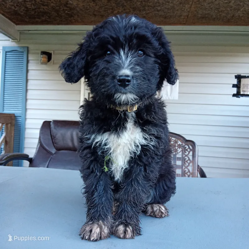 Australian shepherd mix girl #2 – Australian Shepherd, Barbet puppy for sale in Waynesboro, VA