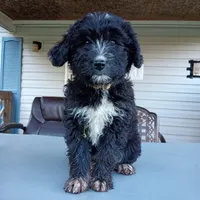 Australian shepherd mix girl #2, a female Australian Shepherd and Barbet for sale in Waynesboro, VA – 1 of 4