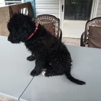 Barbet mix boy #2, a male Barbet for sale in Monterey, VA – 3 of 3