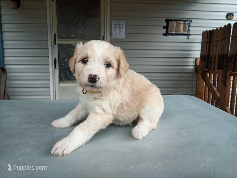 Puli mix female #1 – Puli, Barbet puppy for sale in Monterey, VA