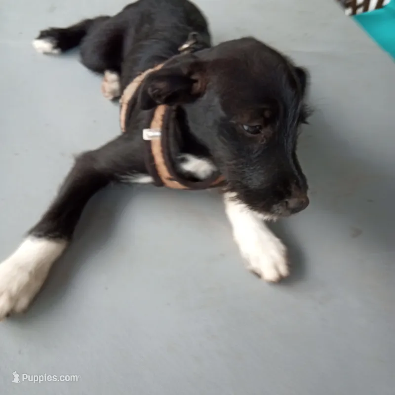 Chihuahua mix girl – Barbet, Chihuahua puppy for sale in Waynesboro, VA