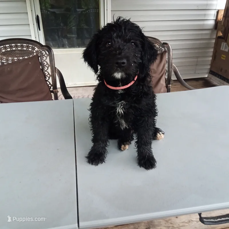 Barbet mix boy #2 – Barbet puppy for sale in Monterey, VA