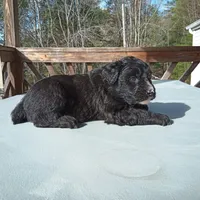 Barbet mix boy 1, a male Barbet for sale in Monterey, VA – Photo 2 of 2