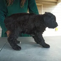 Barbet mix boy 1, a male Barbet for sale in Monterey, VA – 3 of 4