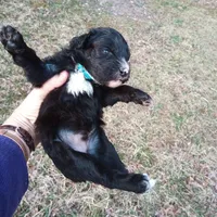 Barbet mix boy 1, a male Australian Shepherd and Barbet for sale in Monterey, VA – Photo 3 of 3
