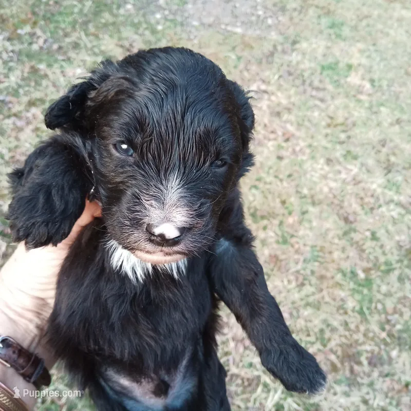 Barbet mix boy 1 – Australian Shepherd, Barbet puppy for sale in Monterey, VA