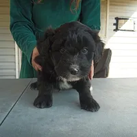 Barbet mix boy 1, a male Barbet for sale in Monterey, VA – 2 of 4