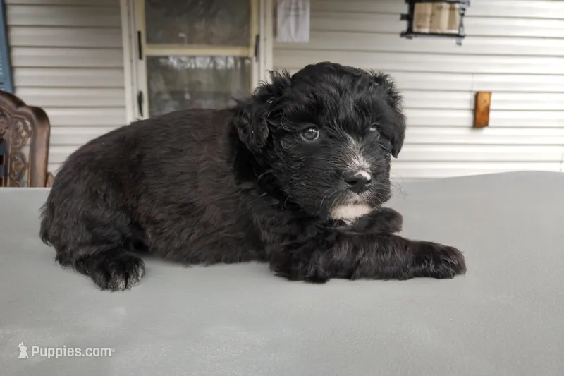 Barbet mix boy 1 – Barbet puppy for sale in Monterey, VA