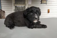 Barbet mix boy 1, a male Barbet for sale in Monterey, VA – 1 of 4