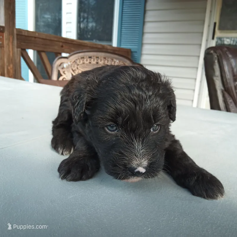 Barbet mix boy 1 – Barbet puppy for sale in Monterey, VA