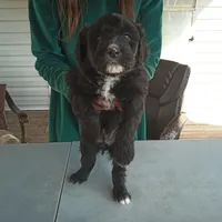 Barbet mix boy 1, a male Barbet for sale in Monterey, VA – 4 of 4