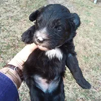 Barbet mix boy 1, a male Australian Shepherd and Barbet for sale in Monterey, VA – Photo 2 of 3