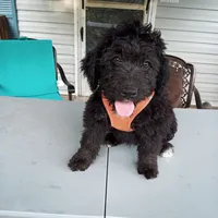 Australian Shepherd mix boy #2, a male Australian Shepherd and Barbet for sale in Lewisburg, WV – 2 of 7