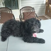 Barbet mix boy 1, a male Barbet for sale in Waynesboro, VA – 3 of 4
