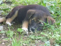 Finnish Lapphund mix girl #1, a female Finnish Lapphund for sale in Waynesboro, VA – 2 of 3
