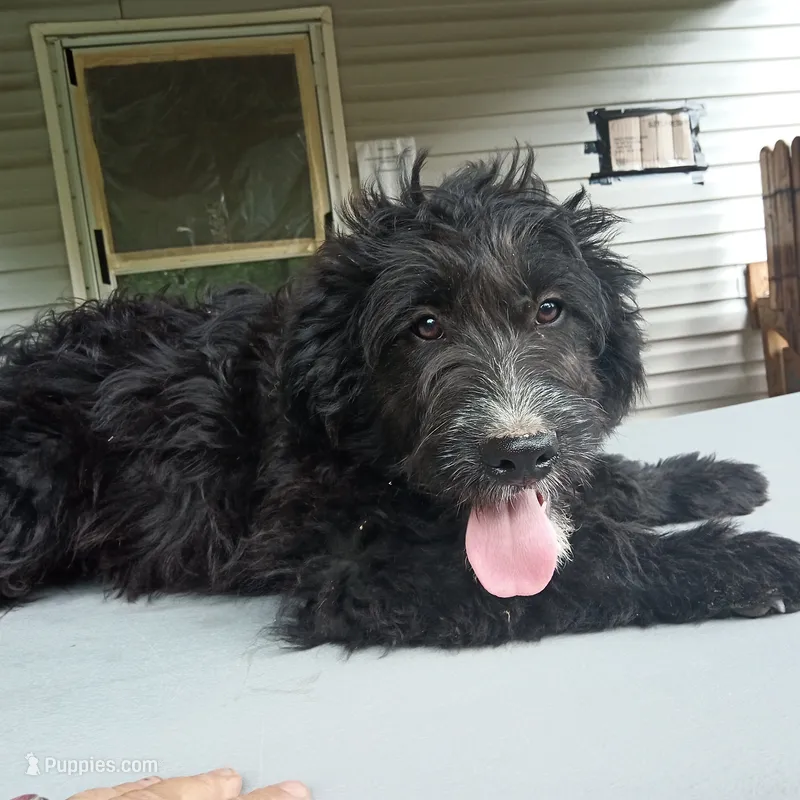 Barbet mix boy 1 – Barbet puppy for sale in Waynesboro, VA
