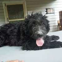 Barbet mix boy 1, a male Barbet for sale in Waynesboro, VA – 2 of 4