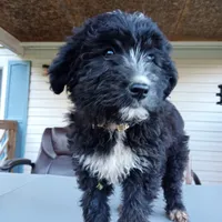 Australian shepherd mix girl #2, a female Australian Shepherd and Barbet for sale in Waynesboro, VA – 3 of 4