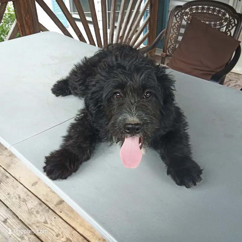 Barbet mix boy 1 – Barbet puppy for sale in Waynesboro, VA