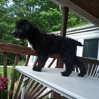 Barbet mix boy 1, a male Barbet for sale in Waynesboro, VA – 4 of 4