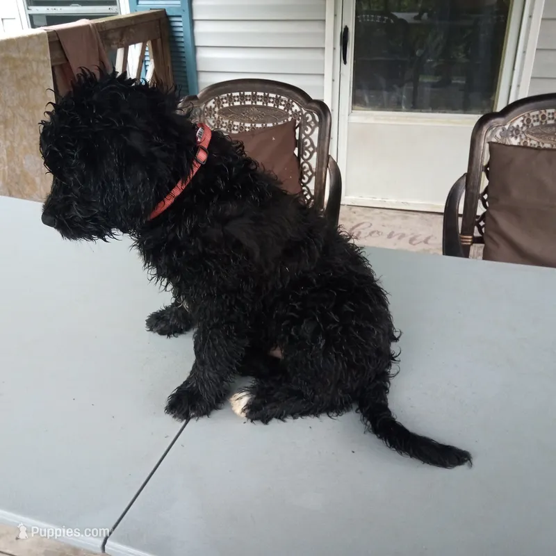 Puli mix boy #1 – Puli, Barbet puppy for sale in Monterey, VA