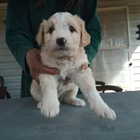 Australian Shepherd mix female #1, a female Australian Shepherd and Barbet for sale in Monterey, VA – Photo 1 of 4