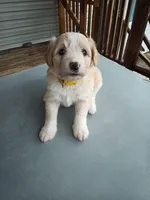 Australian Shepherd mix female #1, a female Australian Shepherd and Barbet for sale in Monterey, VA – Photo 4 of 4