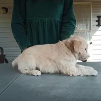 Australian Shepherd mix female #1, a female Australian Shepherd and Barbet for sale in Monterey, VA – Photo 2 of 4