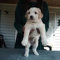 Australian Shepherd mix female #1, a female Australian Shepherd and Barbet for sale in Monterey, VA – Photo 3 of 4