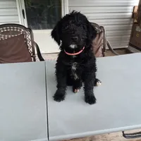 Puli mix boy #1, a male Puli and Barbet for sale in Monterey, VA – 3 of 3