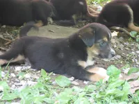 Beale x Finnish Lapphund mix girl #1, a female Finnish Lapphund and Beagle for sale in Waynesboro, VA – 1 of 2
