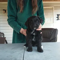 Australian Shepherd Mix Male #1, a female Australian Shepherd and Barbet for sale in Monterey, VA – Photo 2 of 3