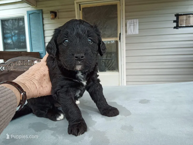 Australian Shepherd Mix Male #1, a female Australian Shepherd and Barbet for sale in Monterey, VA – Photo 1 of 3