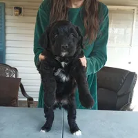 Australian Shepherd Mix Male #1, a female Australian Shepherd and Barbet for sale in Monterey, VA – Photo 3 of 3