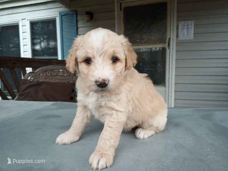 Barbet mix girl 1 – Barbet puppy for sale in Monterey, VA