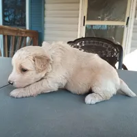 Barbet mix girl 1, a female Barbet for sale in Monterey, VA – Photo 2 of 4