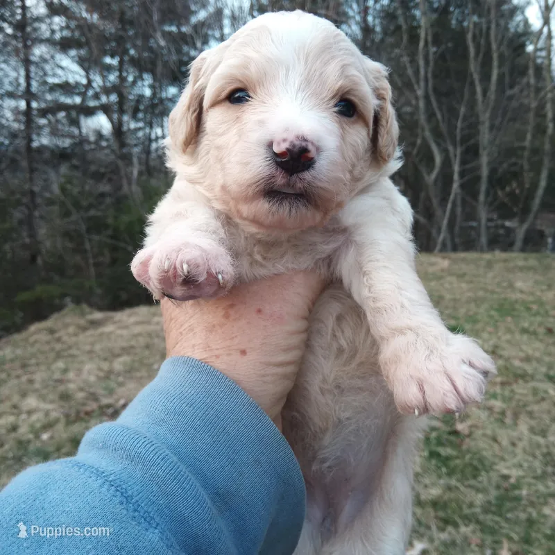 Barbet mix girl 1 – Australian Shepherd, Barbet puppy for sale in Monterey, VA
