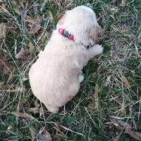Barbet mix girl 1, a female Australian Shepherd and Barbet for sale in Monterey, VA – Photo 3 of 3