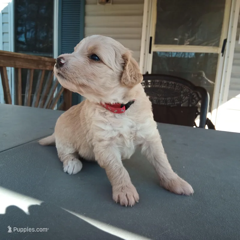 Barbet mix girl 1 – Barbet puppy for sale in Monterey, VA