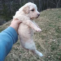 Barbet mix girl 1, a female Australian Shepherd and Barbet for sale in Monterey, VA – Photo 2 of 3