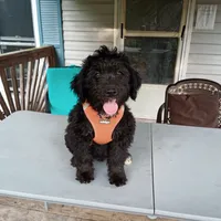 Puli mix boy #1, a male Puli and Barbet for sale in Lewisburg, WV – 3 of 6