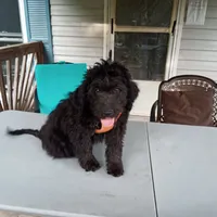 Australian Shepherd mix boy #2, a male Australian Shepherd and Barbet for sale in Lewisburg, WV – 3 of 7