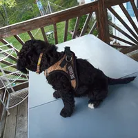 Australian Shepherd mix boy #2, a male Australian Shepherd and Barbet for sale in Waynesboro, VA – 3 of 4