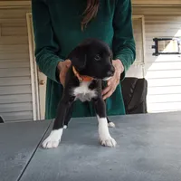 Chihuahua mix girl, a female Chihuahua for sale in Monterey, VA – 2 of 3