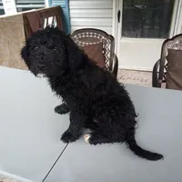 Barbet mix boy #2, a male Barbet for sale in Monterey, VA – 2 of 3