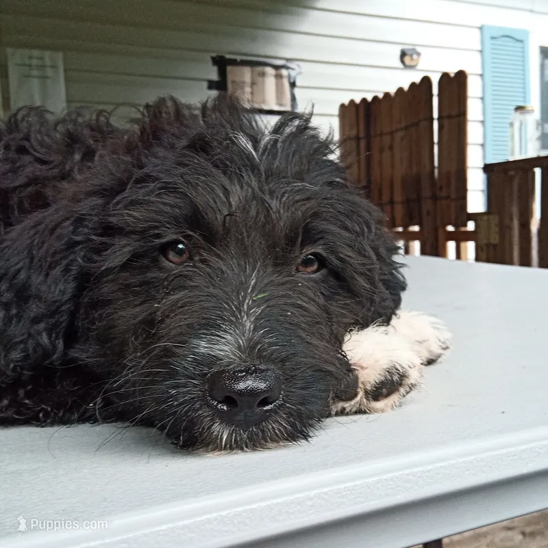 Barbet girl #2 – Barbet puppy for sale in Monterey, VA