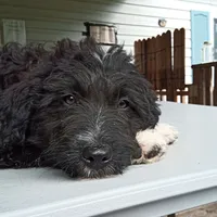 Barbet girl #2, a female Barbet for sale in Monterey, VA – 1 of 4