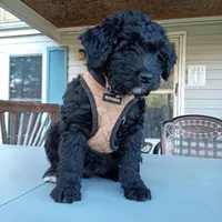 Australian Shepherd mix boy #2, a male Australian Shepherd and Barbet for sale in Waynesboro, VA – 2 of 4