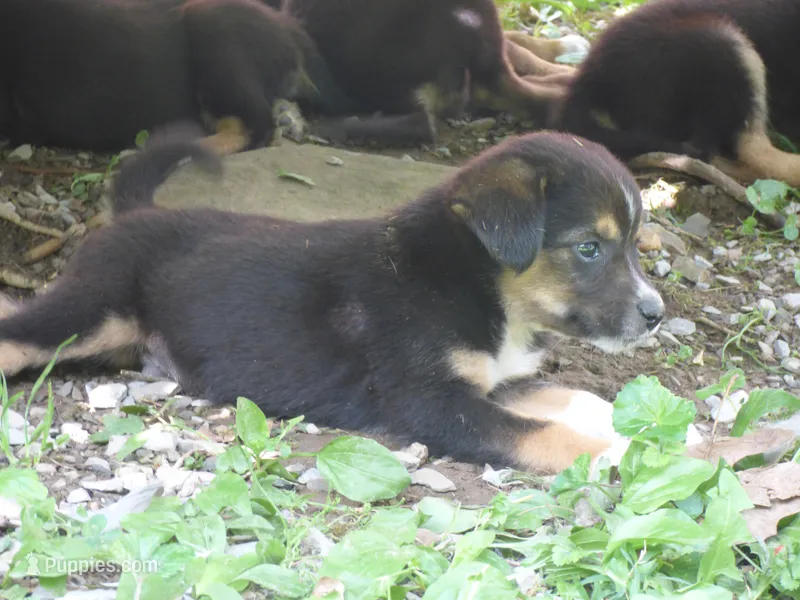 Finnish Lapphund mix girl #1 – Finnish Lapphund puppy for sale in Waynesboro, VA